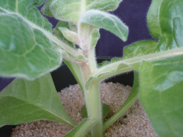 Brown spotting on the stem may also occur with B deficieficiency